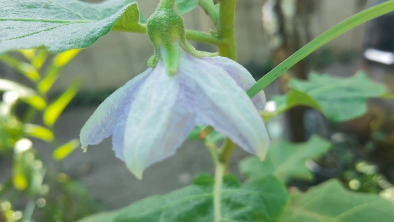 手持紫花茄子树视频素材