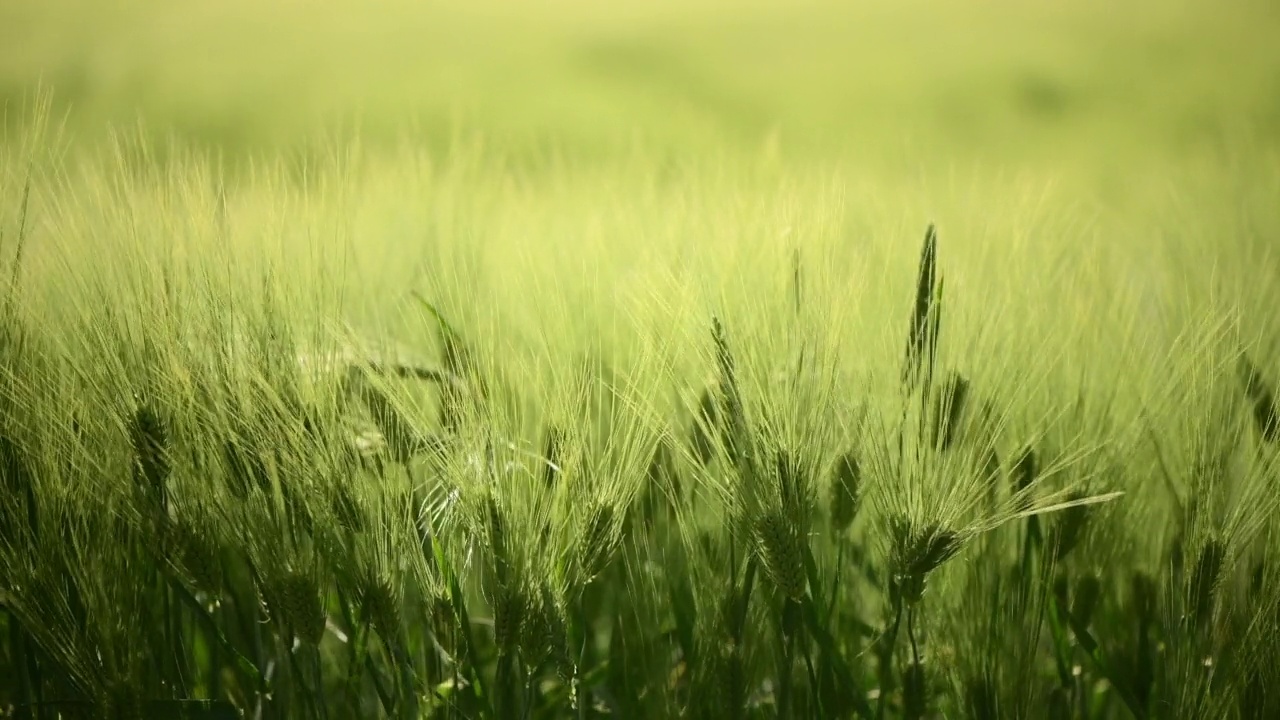 农村青稞(Hordeum Vulgare)田视频素材