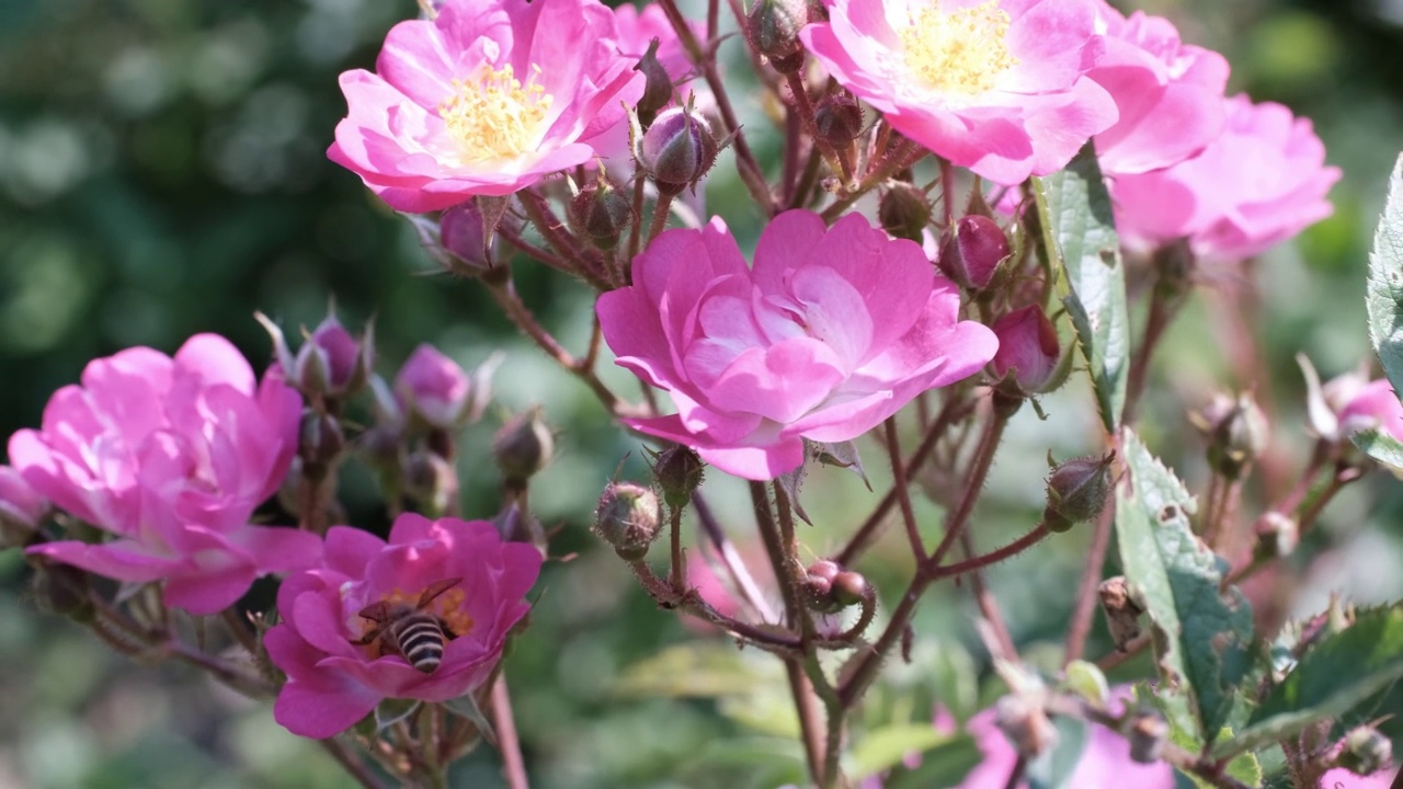 蜜蜂在玫瑰花中采花粉视频素材