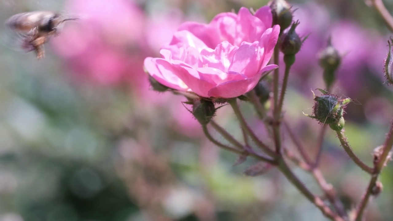 蜜蜂在玫瑰花中采花粉视频素材