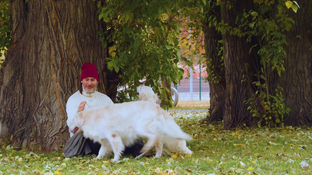 一名中年男子和两只金毛猎犬在公园散步，玩着可爱的游戏。视频素材