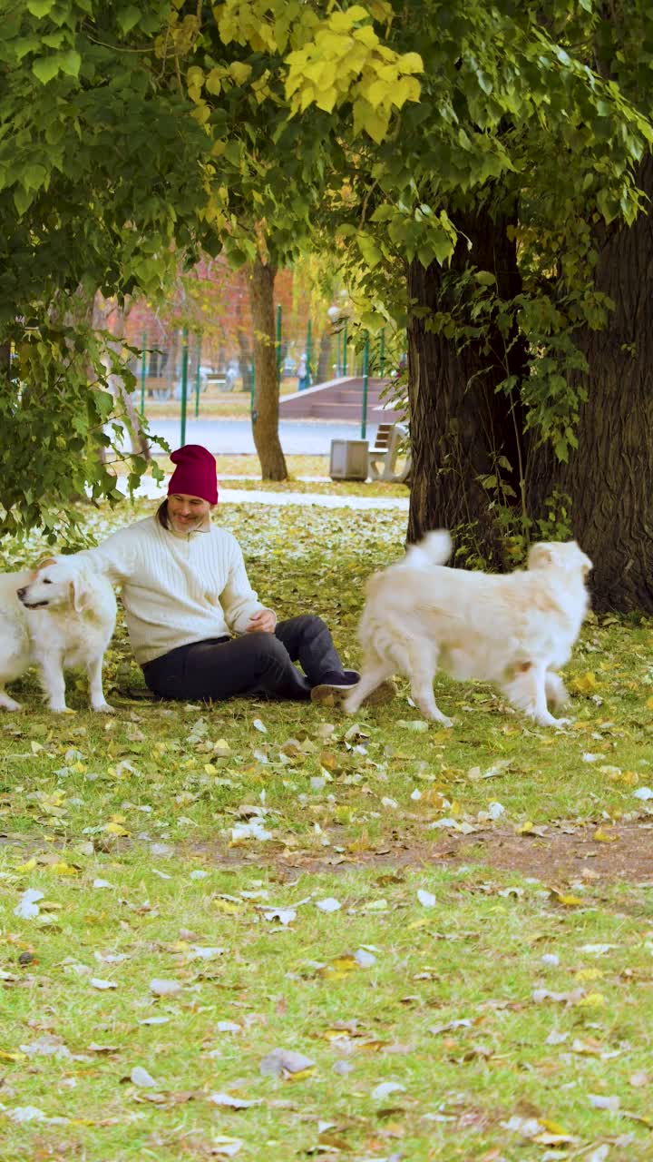 垂直镜头——中年男子和两只金毛猎犬在公园里散步，玩得很可爱。视频素材