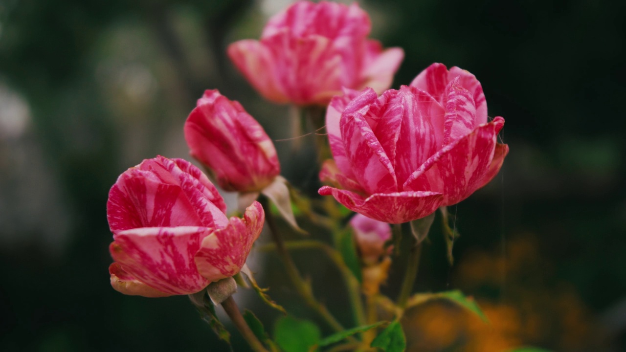 花园里的粉红玫瑰视频素材