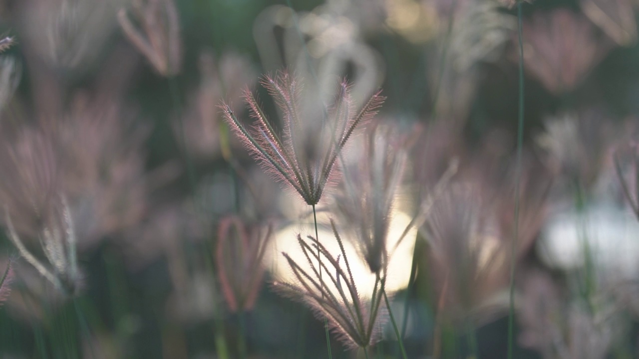 芦苇草的花视频素材