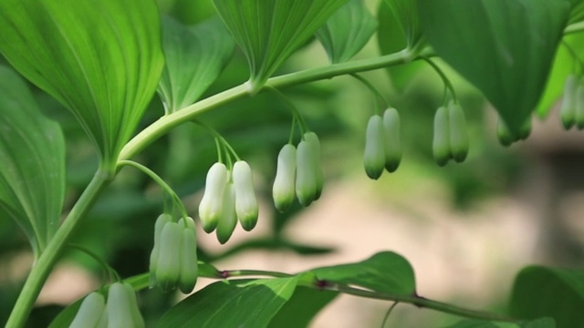 不同颜色的花在春天开得很慢视频下载