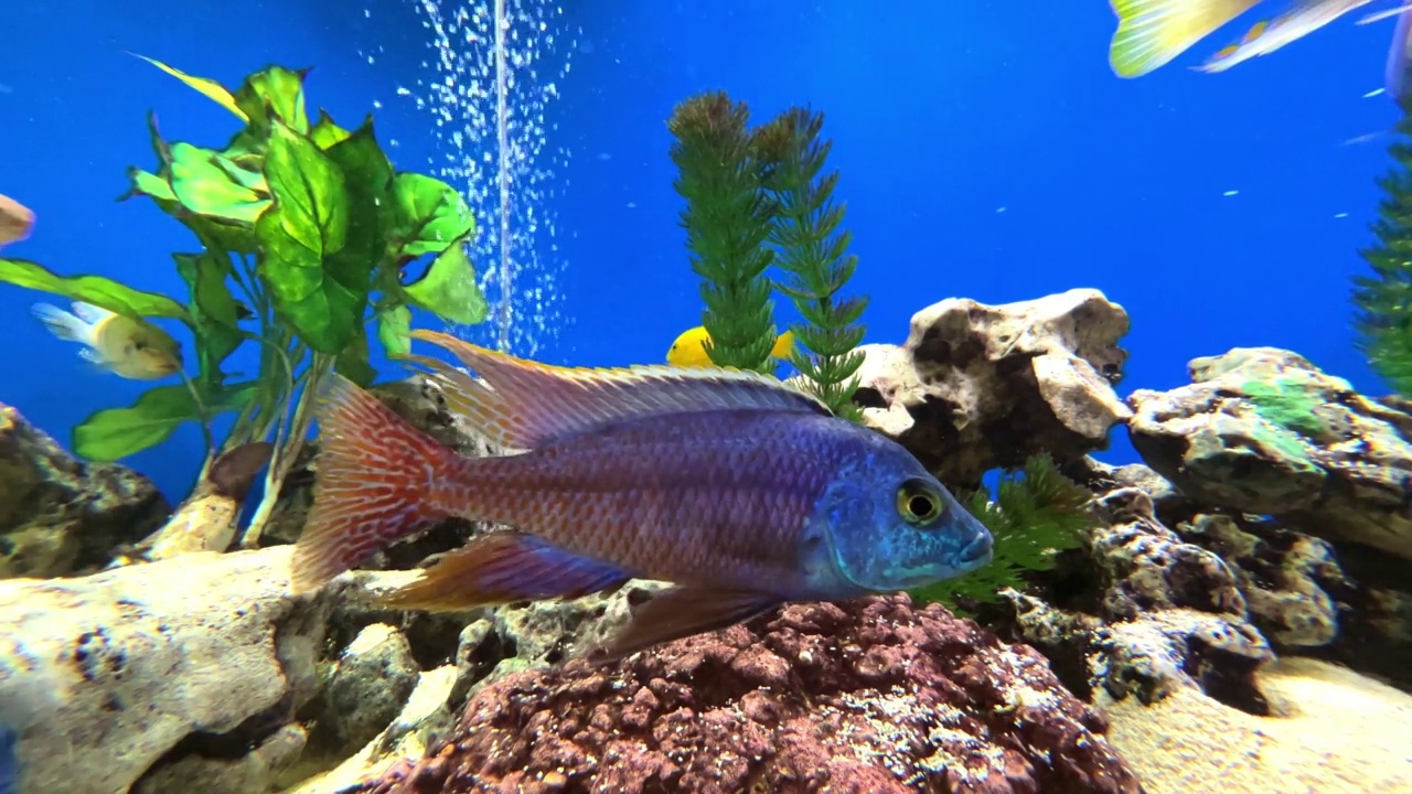 五颜六色的蓝色水族馆与可爱的彩色混合热带鱼。岩石、珊瑚和植物都有着神奇的浅色视频素材