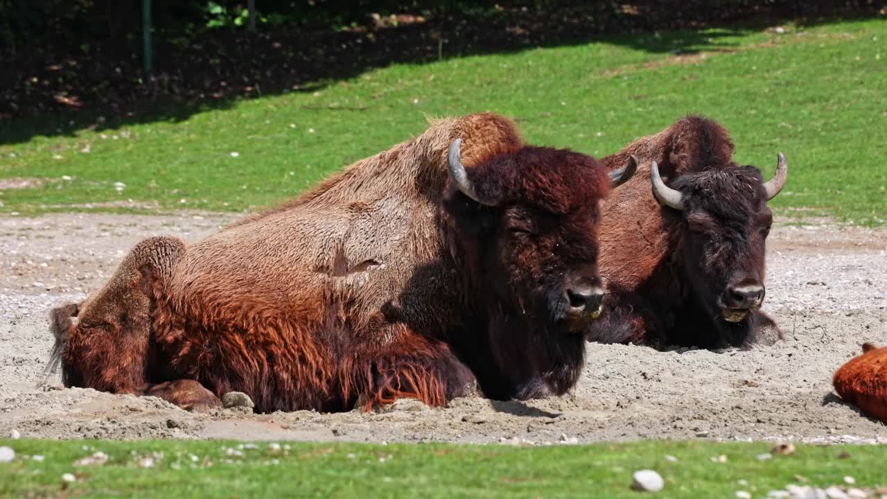 美洲野牛或简称bison，也俗称美洲水牛或简称buffalo视频素材