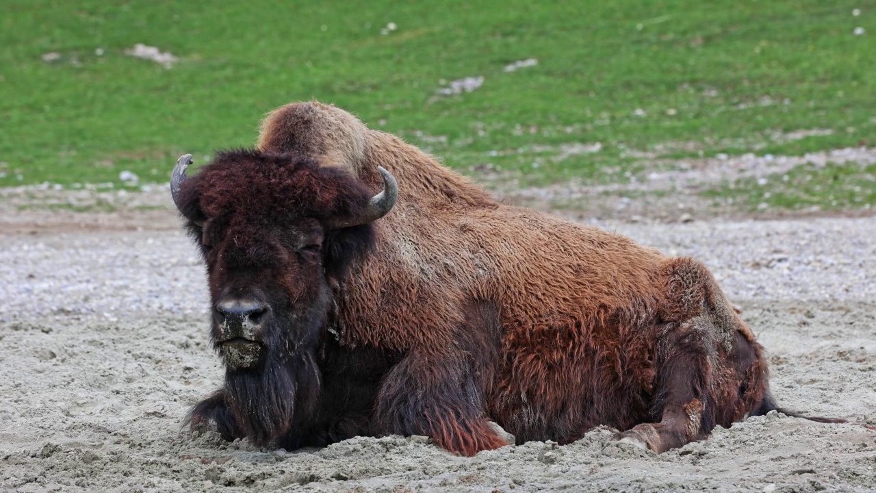 美洲野牛或简称bison，也俗称美洲水牛或简称buffalo视频素材