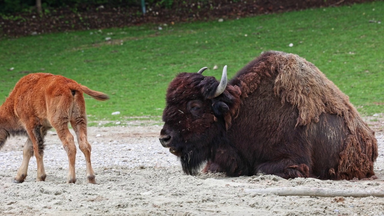 美洲野牛或简称bison，也俗称美洲水牛或简称buffalo视频素材