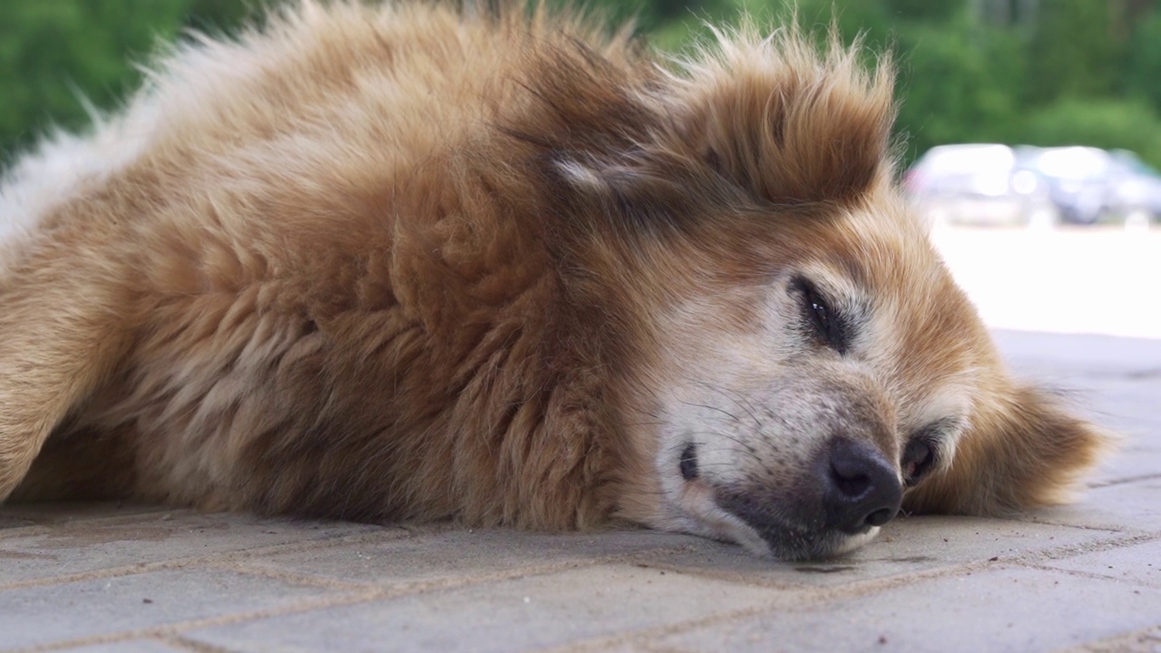 一只红毛的大狗在操场上睡觉。视频素材