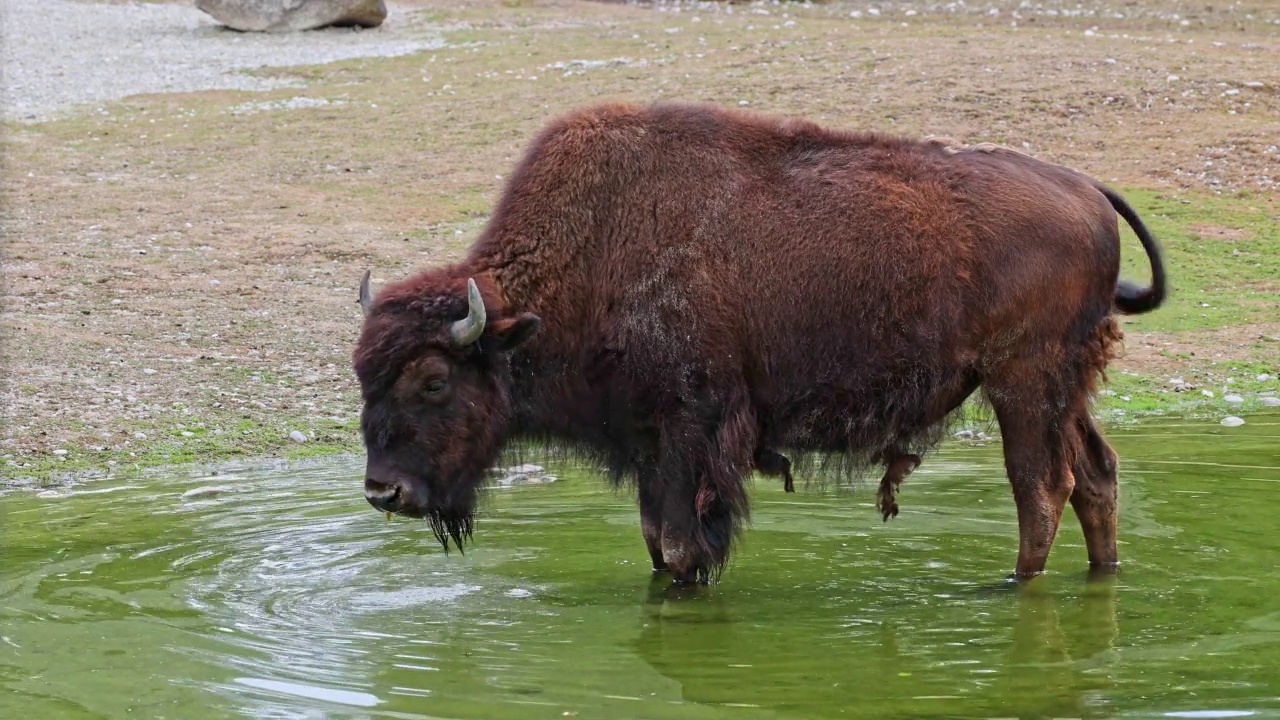 美洲野牛或简称bison，也俗称美洲水牛或简称buffalo视频素材