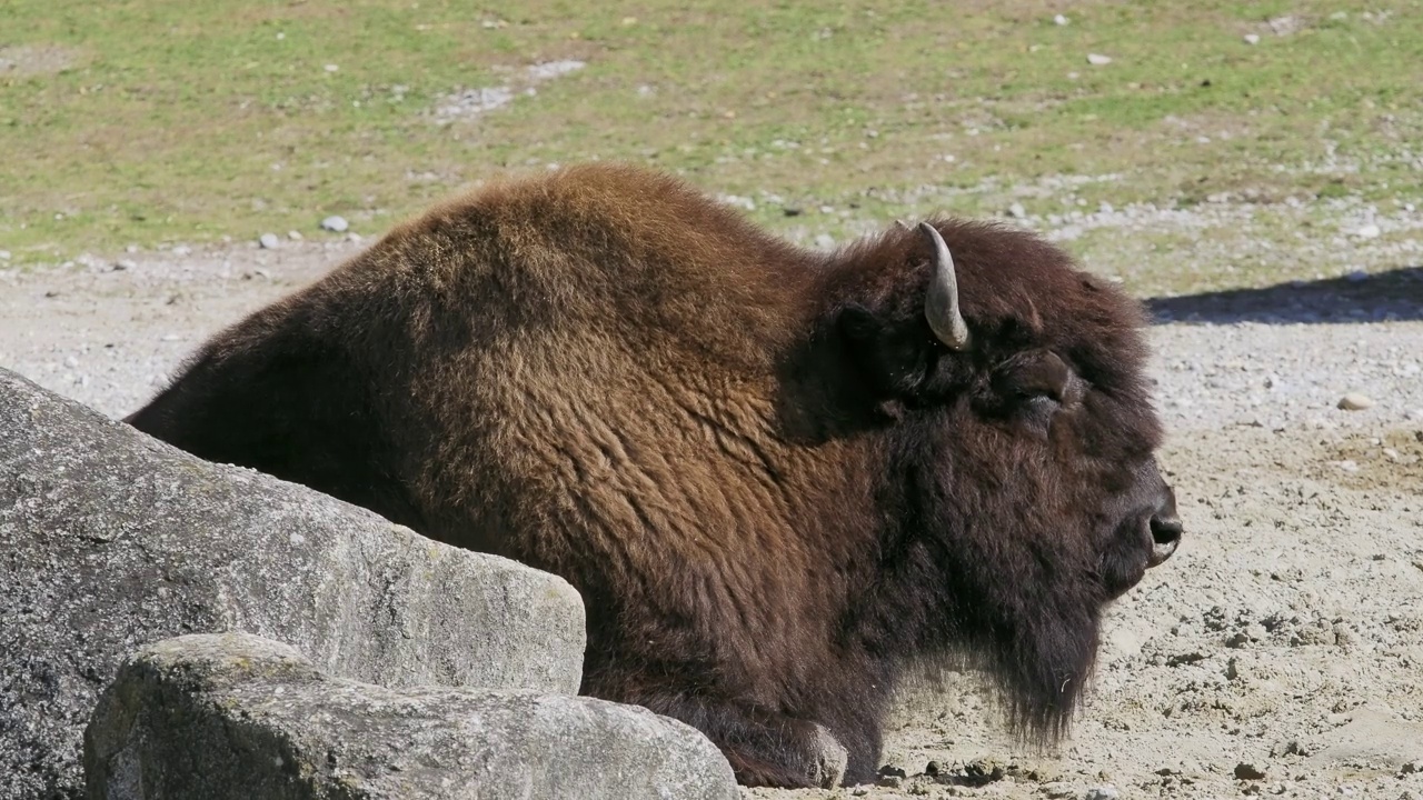 美洲野牛或简称bison，也俗称美洲水牛或简称buffalo视频素材