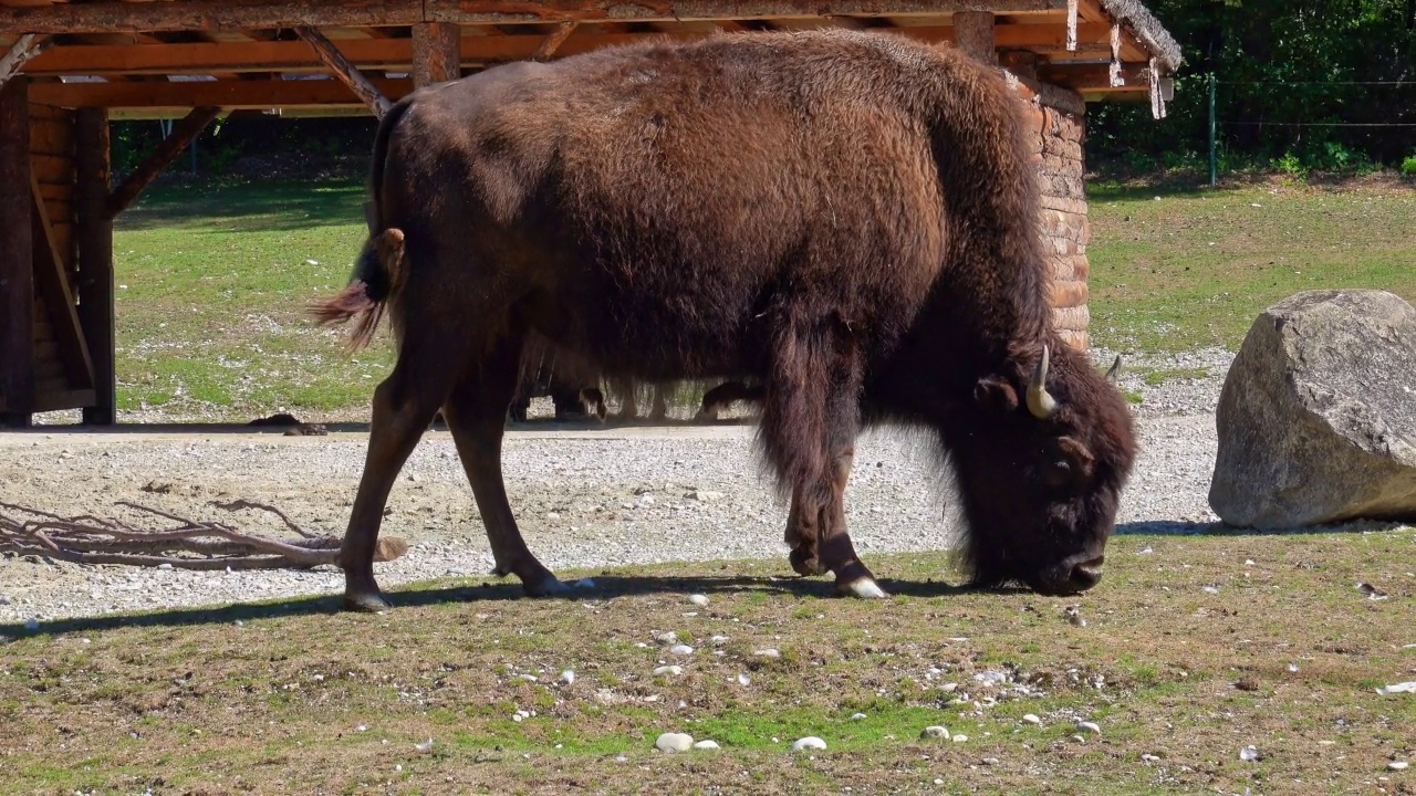 美洲野牛或简称bison，也俗称美洲水牛或简称buffalo视频素材