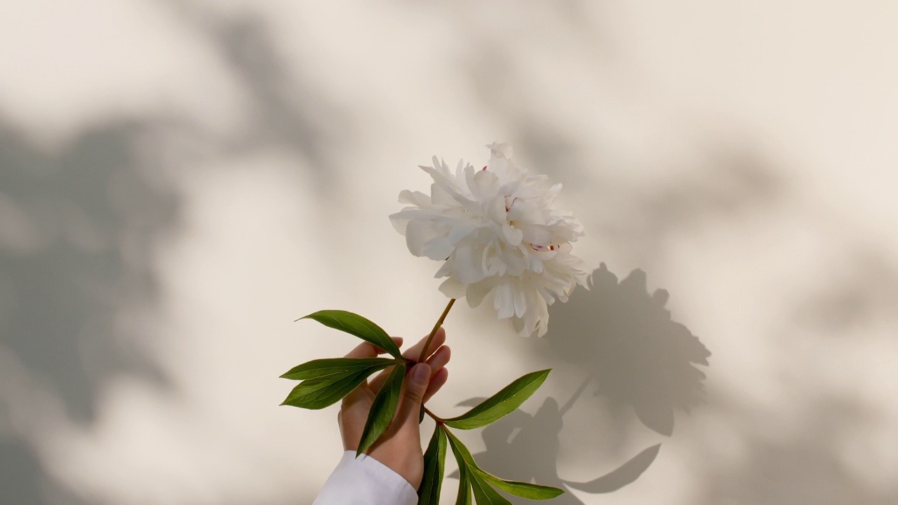 那个女孩手里拿着一朵牡丹花。牡丹花的叶子发出光影。墙面上透明柔和的光影。文本空间。产品展示，广告模型。视频素材