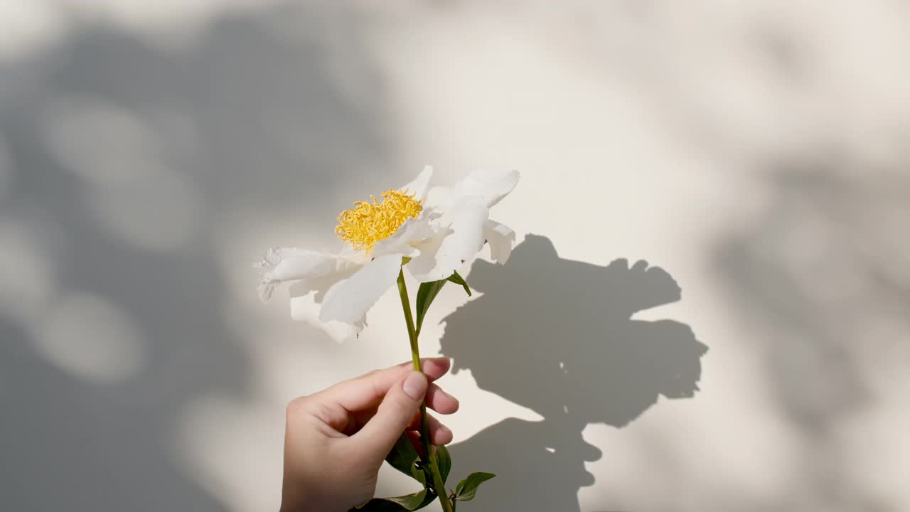 那个女孩手里拿着一朵牡丹花。牡丹花的叶子发出光影。墙面上透明柔和的光影。文本空间。产品展示，广告模型。视频素材