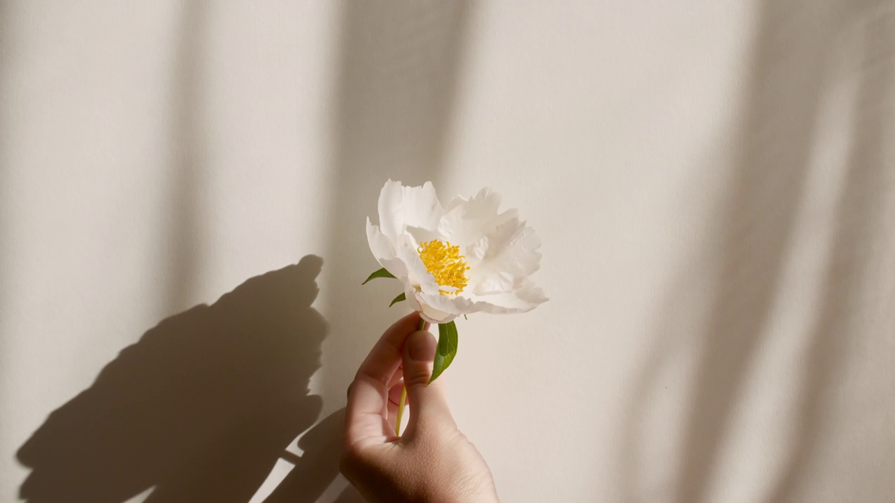 那个女孩手里拿着一朵牡丹花。牡丹花的叶子发出光影。墙面上透明柔和的光影。文本空间。产品展示，广告模型。视频素材