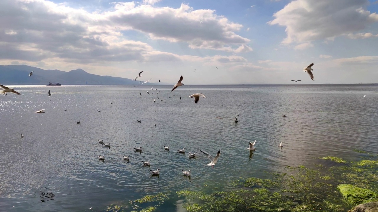 一群海鸥飞过蓝色的海洋视频素材