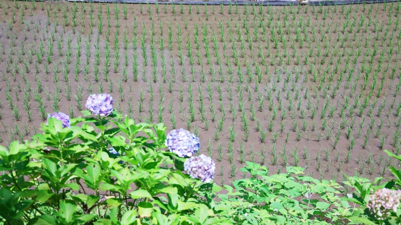 稻田边盛开的绣球花视频素材