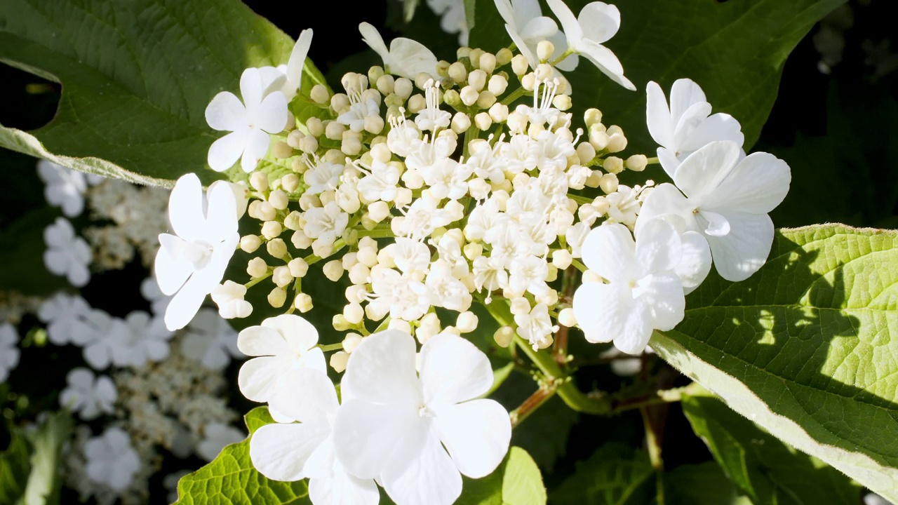 盛开的白花花瓣，特写。春花上的阳光和阴影。节日、爱情、生日设计背景。宏开枪。视频素材