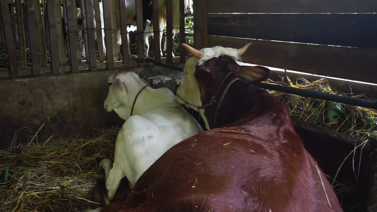 笼子里农场动物的录像视频素材