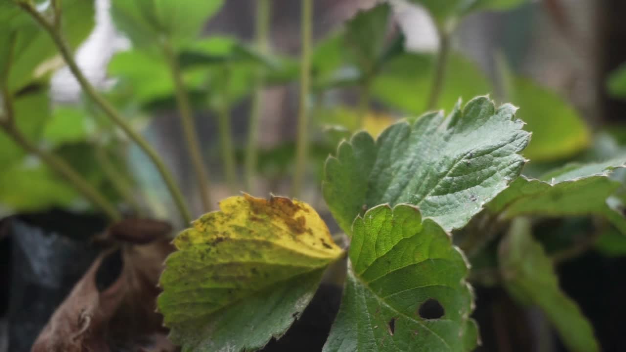 花园里的植物和花朵的镜头，非常适合用作背景视频素材