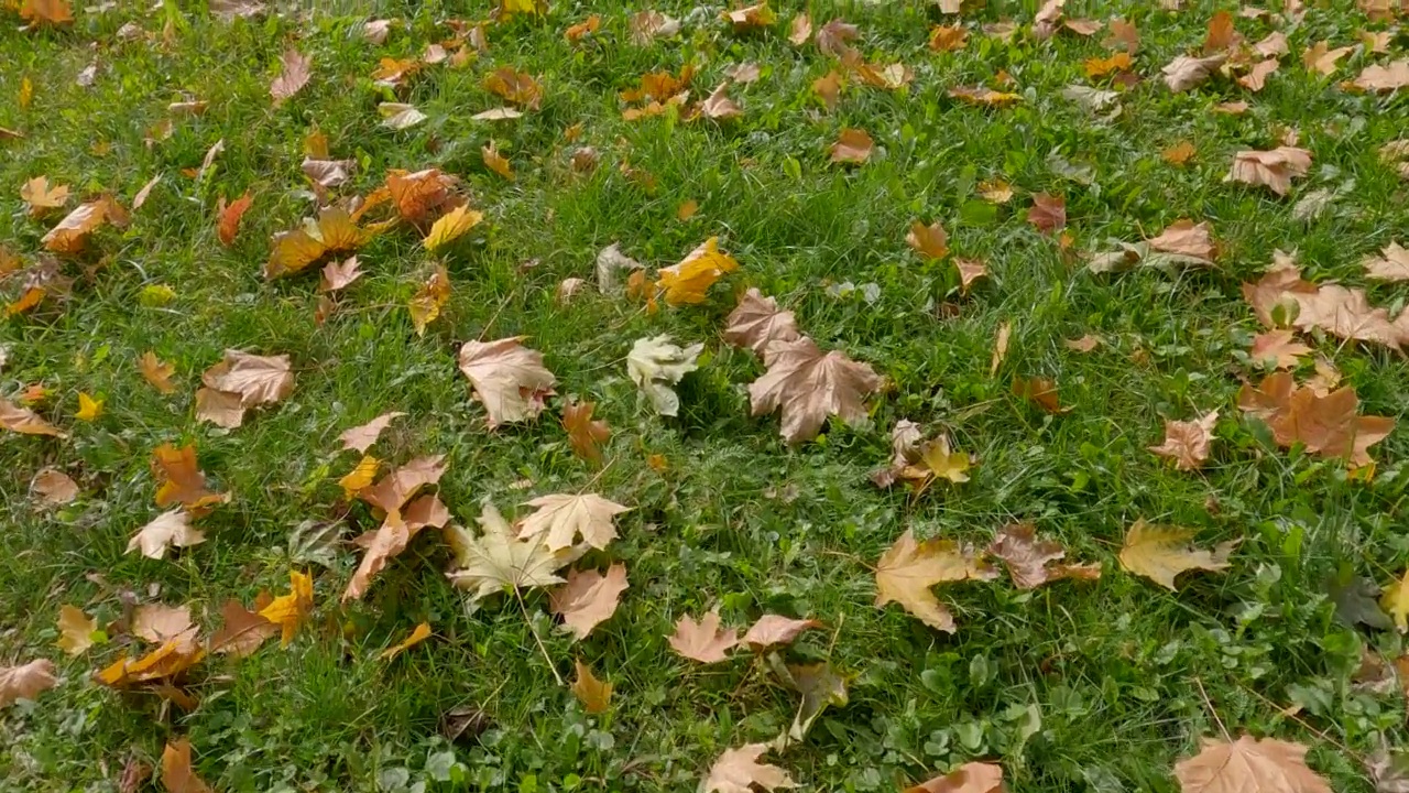 秋天阳光明媚的日子，草地上飘落的枫叶视频素材