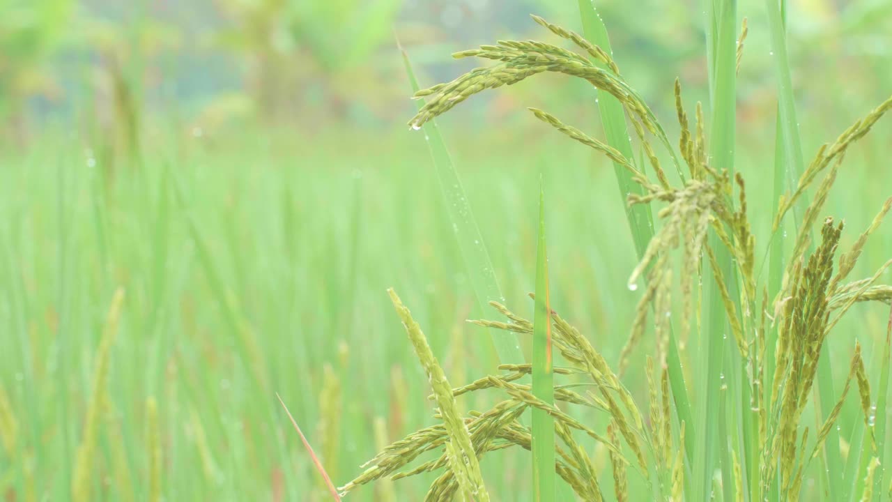 稻穗柔软，叶鲜绿视频素材