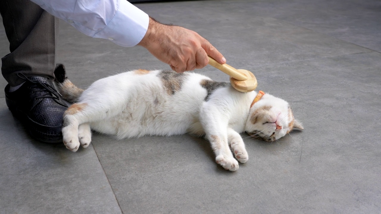 这只漂亮的小猫喜欢梳头。视频素材