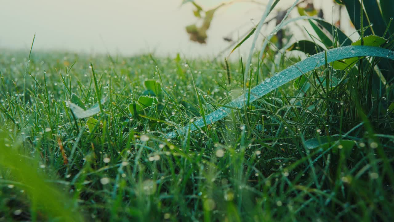 绿草草坪上有露珠视频素材