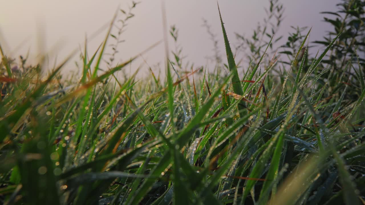 草地上的露珠在黎明视频素材