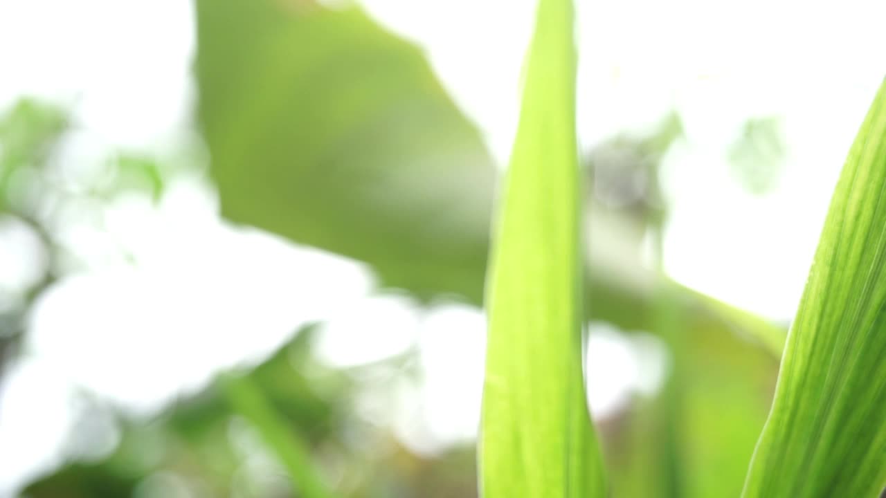 花园里的植物和花朵的镜头，非常适合用作背景视频素材