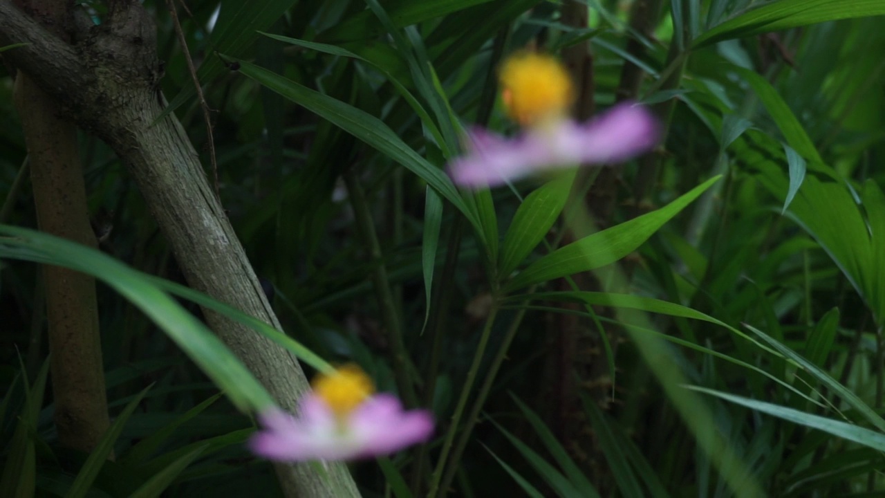 花园里的植物和花朵的镜头，非常适合用作背景视频素材