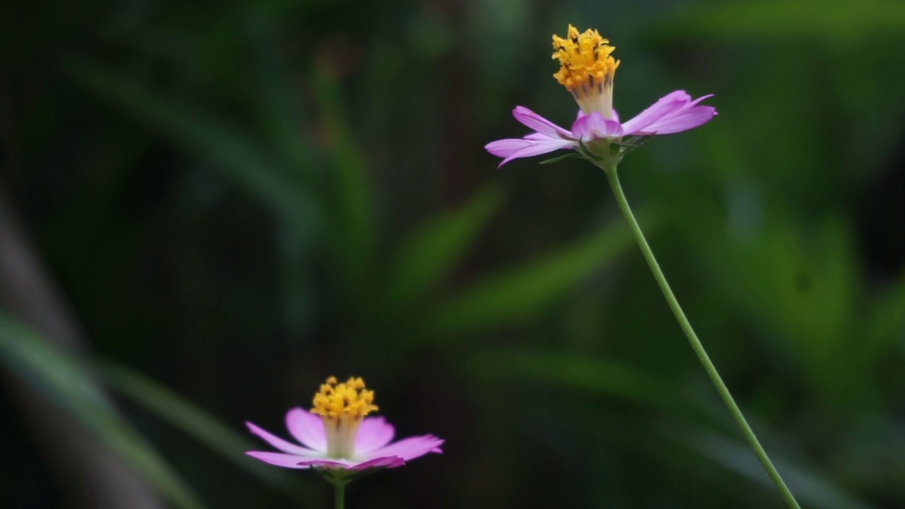 花园里的植物和花朵的镜头，非常适合用作背景视频素材