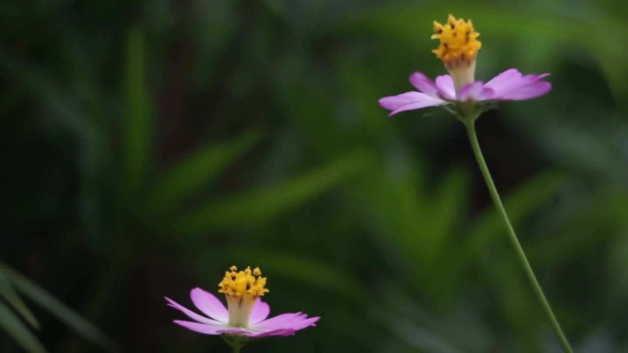 花园里的植物和花朵的镜头，非常适合用作背景视频素材