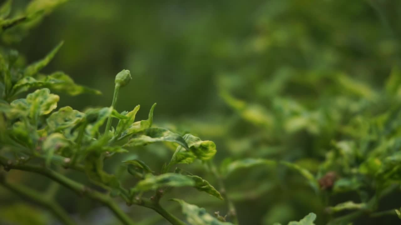 花园里的植物和花朵的镜头，非常适合用作背景视频素材