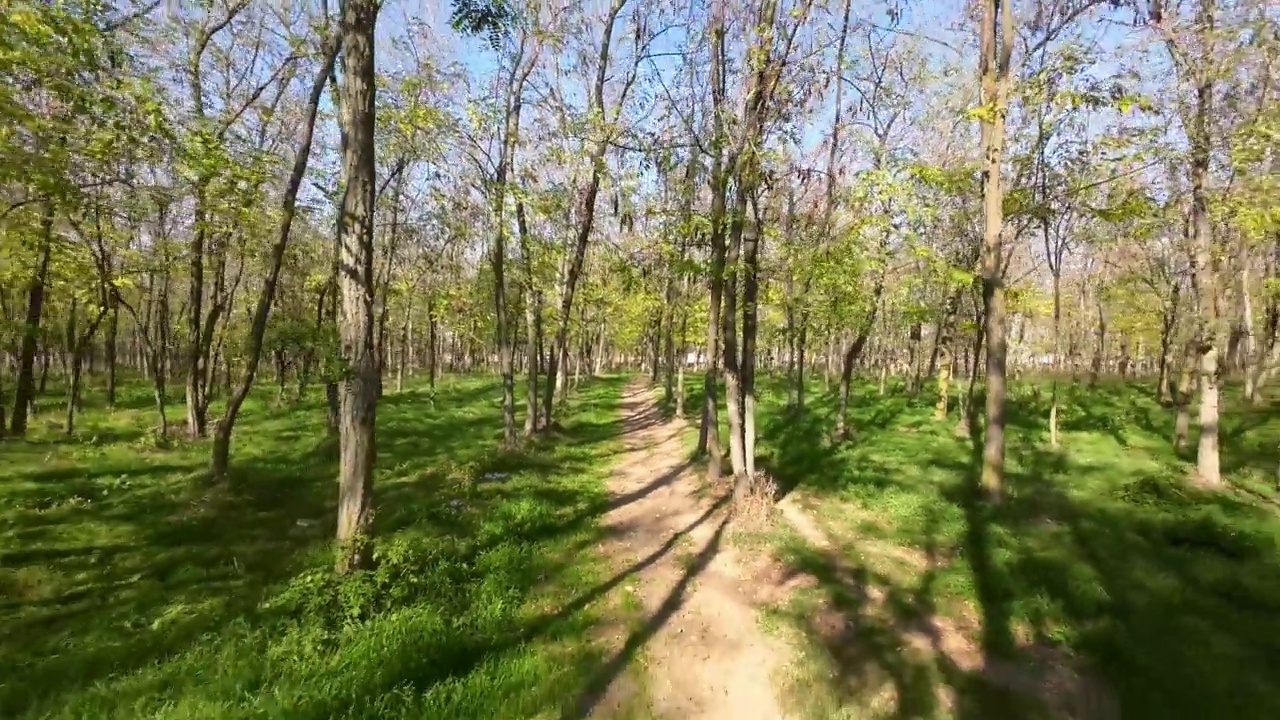 树木在森林中快速移动，中间有一条土路视频素材