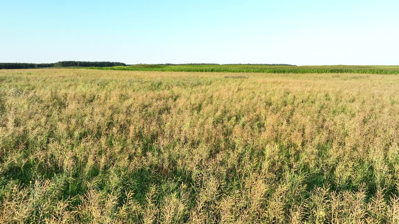 收获前的油菜地。农场附近的农田，鸟瞰图。视频素材