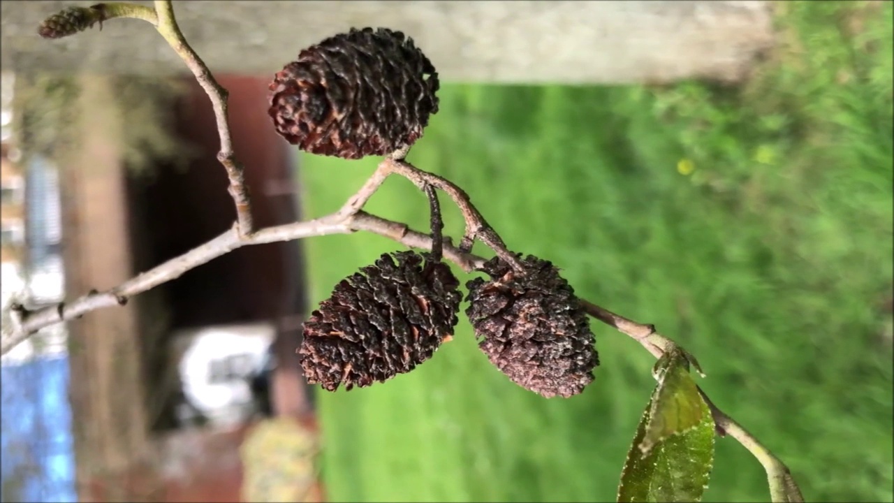 白桤木-小枝，花蕾和雌蕊球果视频素材