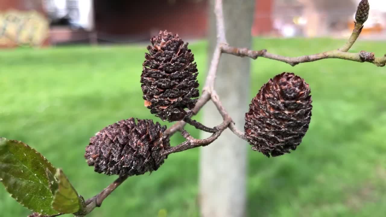 白桤木-小枝，花蕾和雌蕊球果视频素材