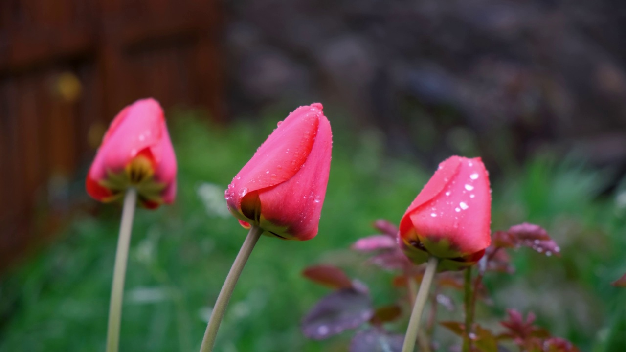 春天。春雨特写中红色郁金香的花蕾。夏季花园花坛上盛开的美丽花朵。夏天多雨。园艺。国内草甸栽培郁金香。视频下载