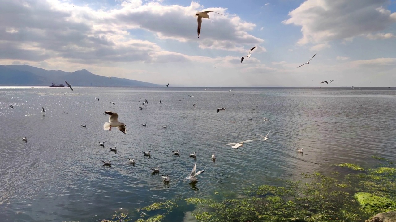 一群海鸥飞过蓝色的海洋视频素材