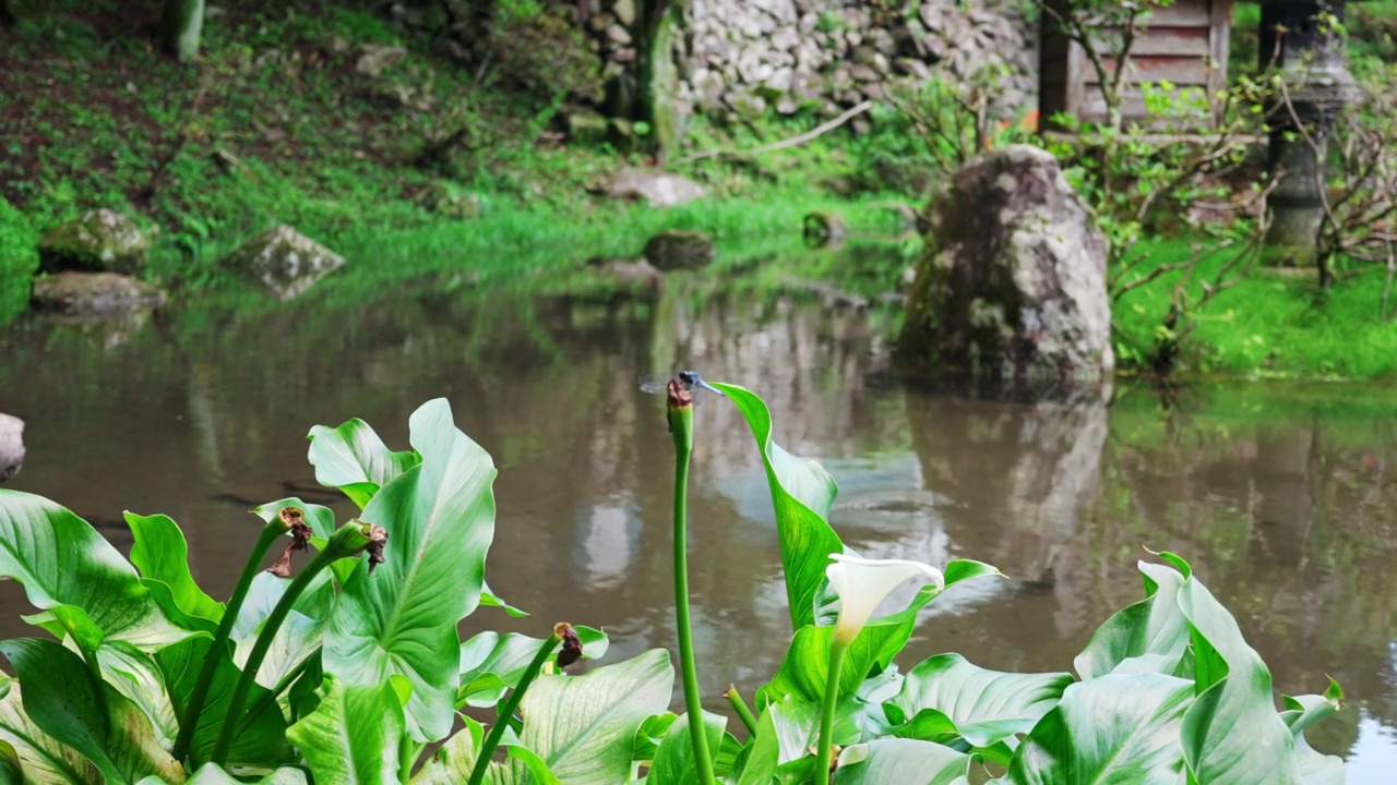 小月池，小月河的源头视频素材