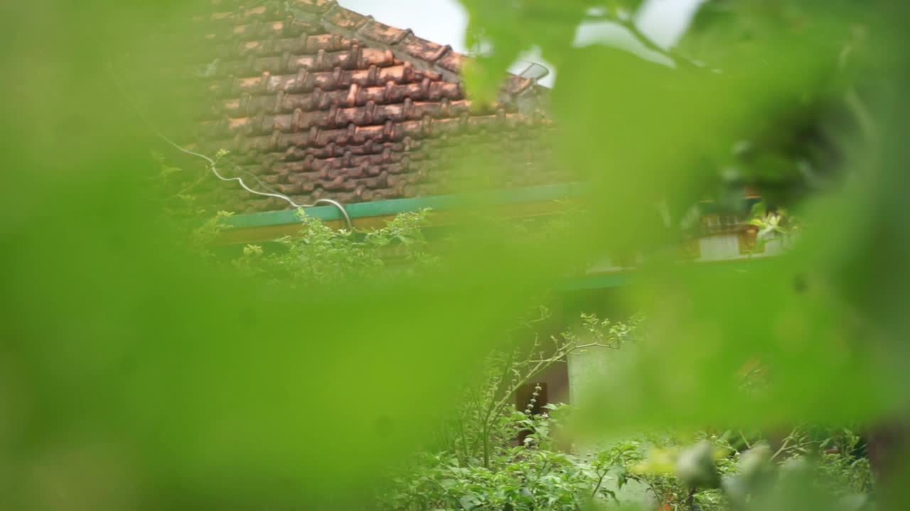 花园里的植物和花朵的镜头，非常适合用作背景视频素材