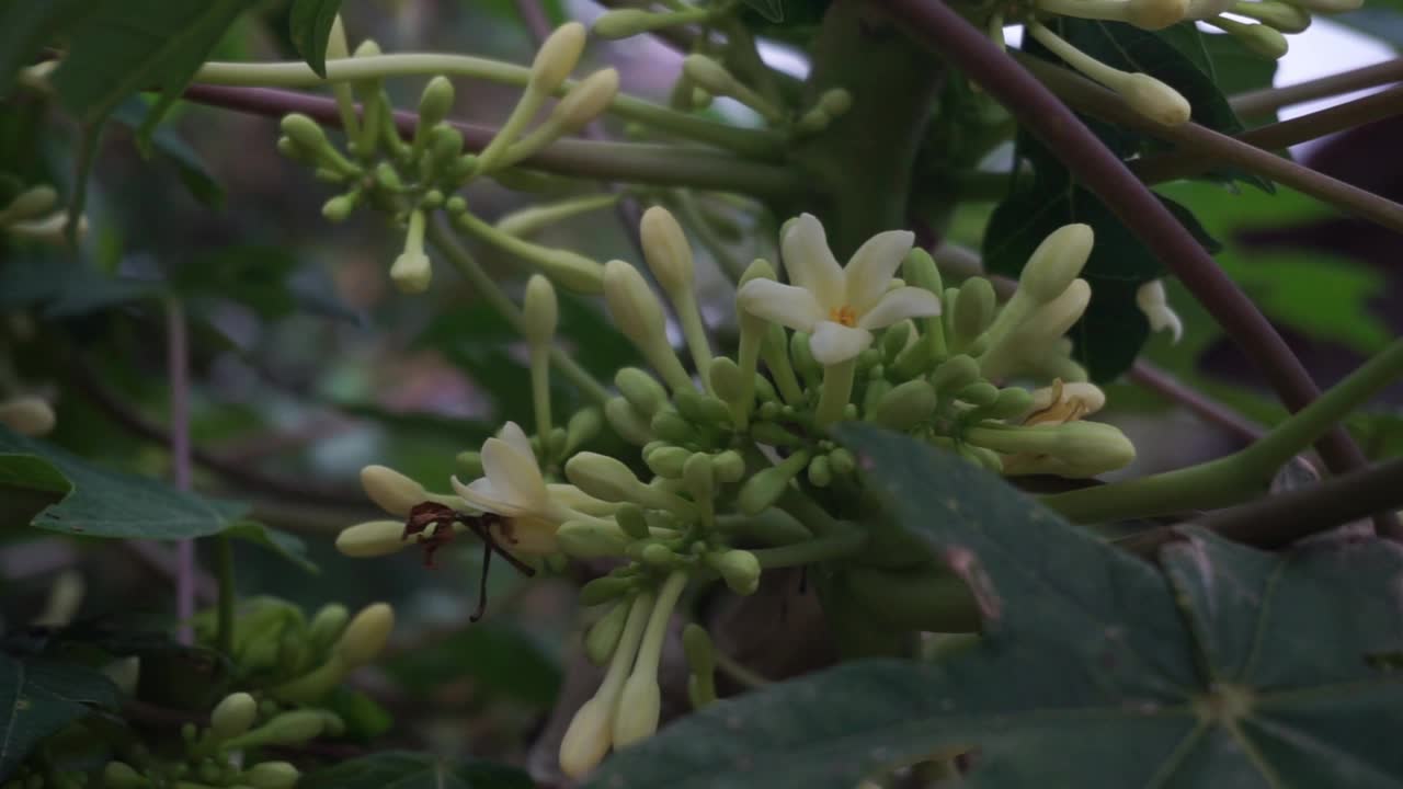 花园里的植物和花朵的镜头，非常适合用作背景视频素材