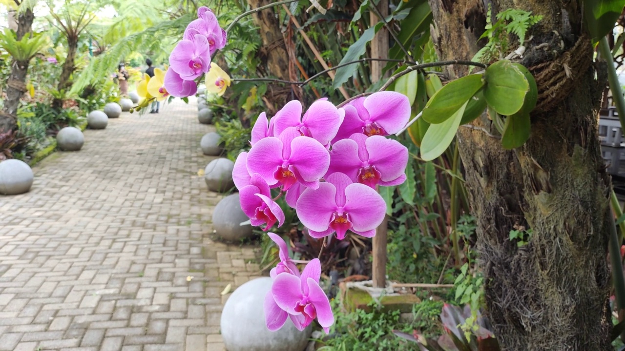 兰花的花视频素材