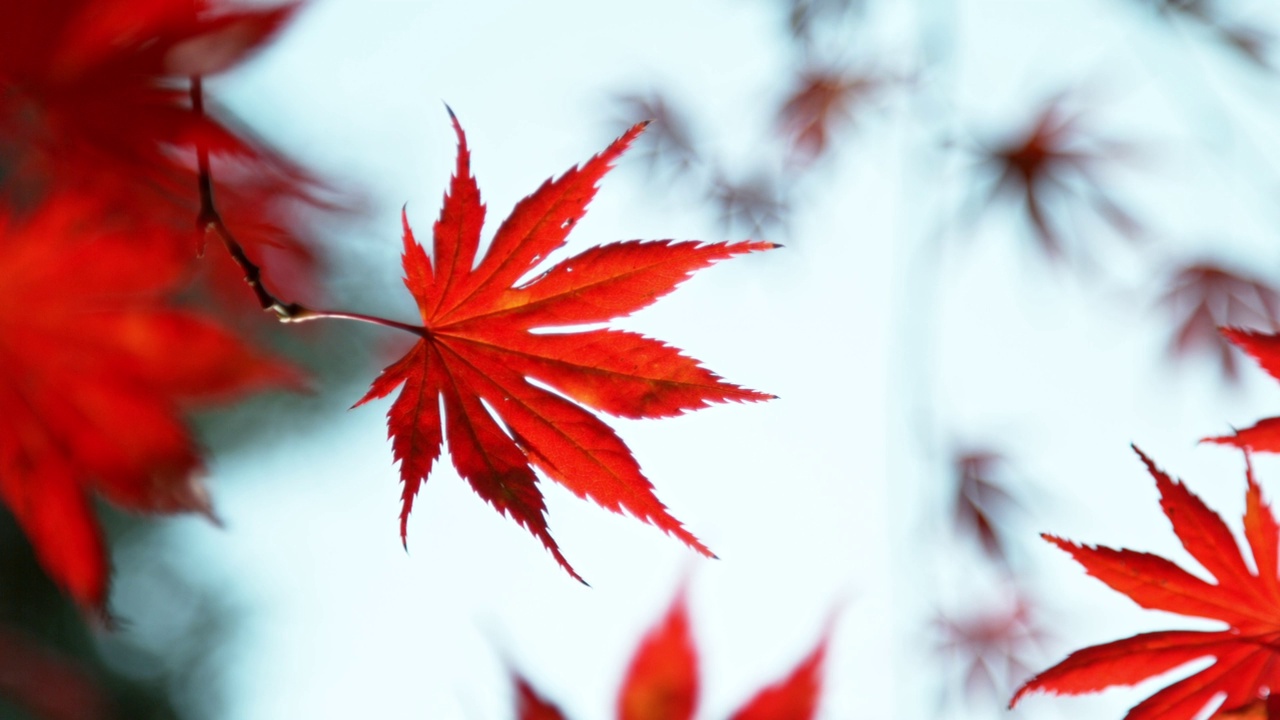 秋天枫叶在湛蓝的天空下飘落的超慢动作。视频素材