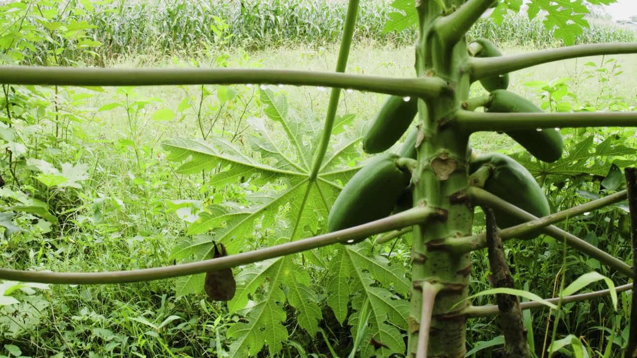 木瓜植物的特写，有绿色的叶子和突出的叶骨架视频素材