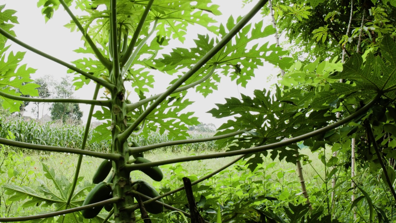 木瓜植物的特写，有绿色的叶子和突出的叶骨架视频素材