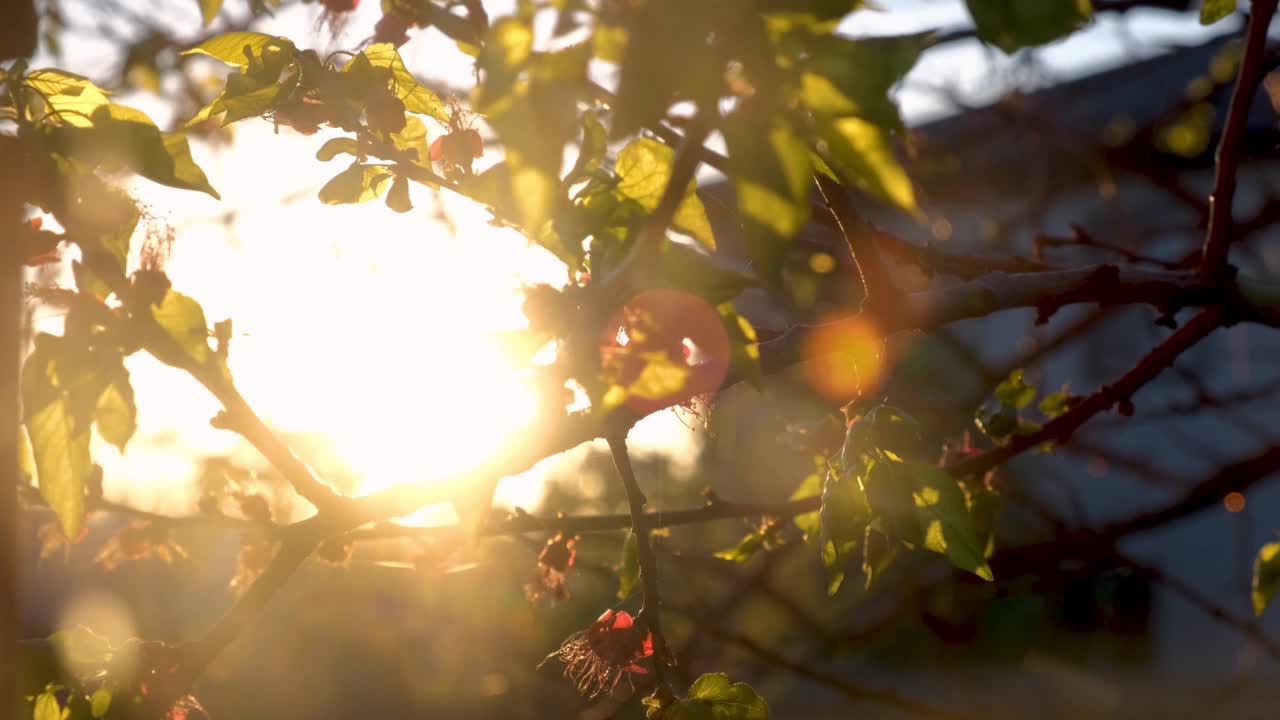 盛开的杏花枝在夕阳温暖的光线。红色的樱桃树花。软的焦点。春天的日出温柔模糊了背景。季节的开始，自然的觉醒。新鲜的绿叶。视频素材