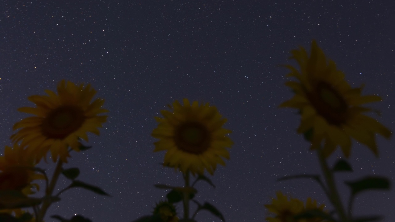 向日葵田里星空的时间流逝视频素材